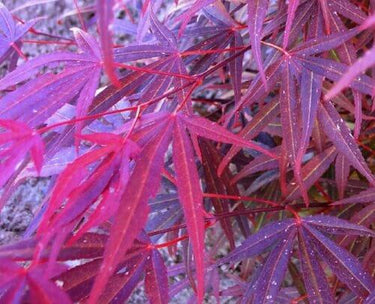 Acer palmatum 'Beni ubi gohan' - mapleridgenursery